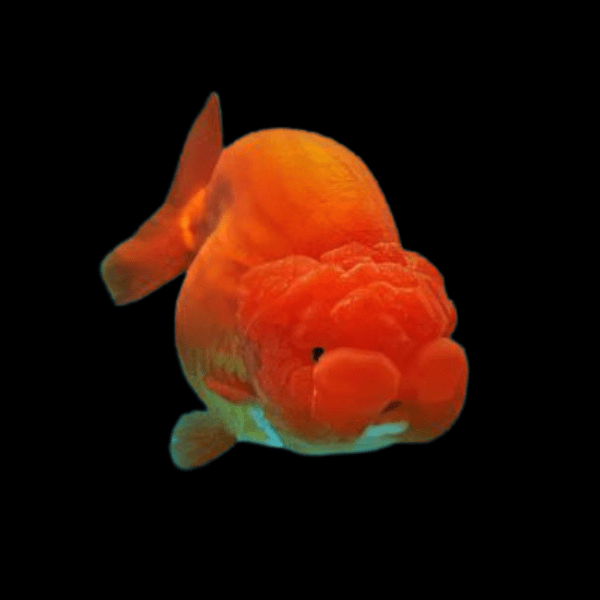 Red Lionhead Ranchu Goldfish Carassius Auratus 5cm - Real Aquatics