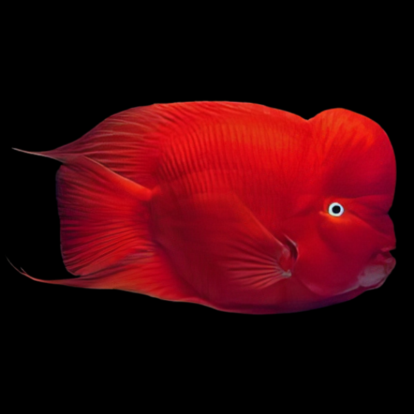 Red Mammon Cichlid Hybrid Vieja Synsplium x Heros Severus 20cm - Real Aquatics