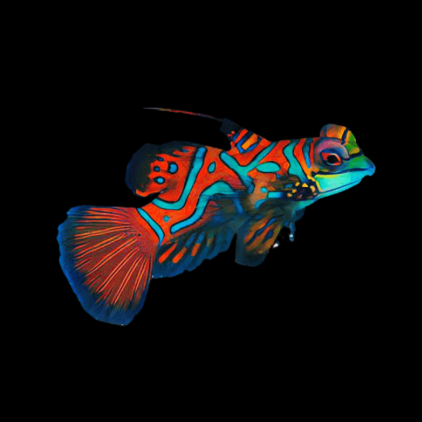 Red Mandarin Dragonette Synchiropus Splendidus - Real Aquatics
