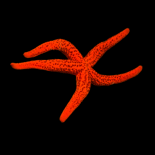 Red Neon Starfish Echinaster Sepositus - Real Aquatics