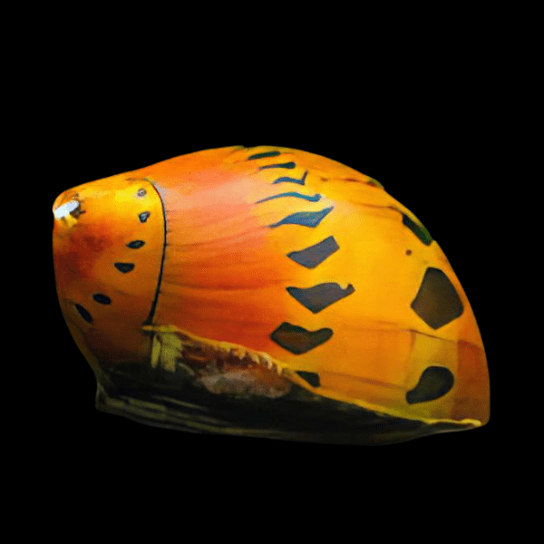 Red Onion Snail Vittina Semiconica 2cm - Real Aquatics