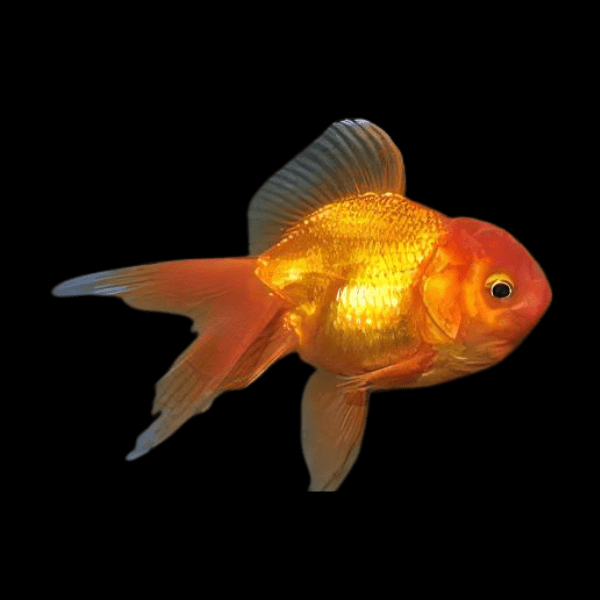 Red Oranda Goldfish Carassius Auratus - Real Aquatics