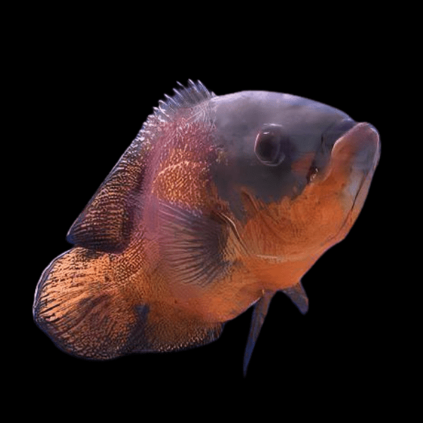Red Oscar Astronotus Ocellatus - Real Aquatics