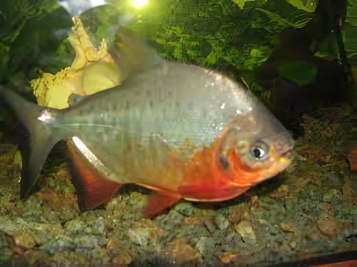 Red Pacu Colossoma Brachypomum 5cm - Real Aquatics