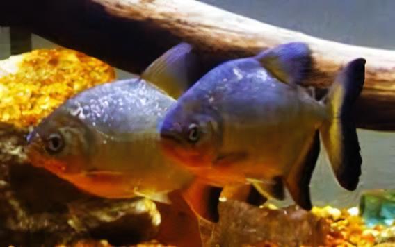 Red Pacu Colossoma Brachypomum 5cm - Real Aquatics