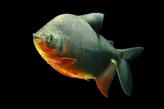 Red Pacu Colossoma Brachypomum 5cm - Real Aquatics