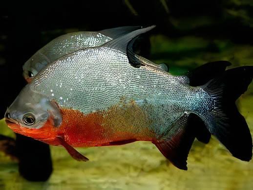 Red Pacu Colossoma Brachypomum 5cm - Real Aquatics