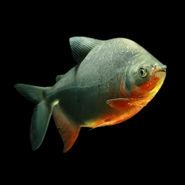 Red Pacu Colossoma Brachypomum 5cm - Real Aquatics