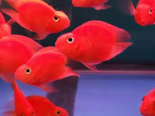 Red Parrot Fish Hybrid Amphilophus citrinellus Vieja melanurus 5cm - Real Aquatics