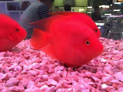 Red Parrot Fish Hybrid Amphilophus citrinellus Vieja melanurus 5cm - Real Aquatics