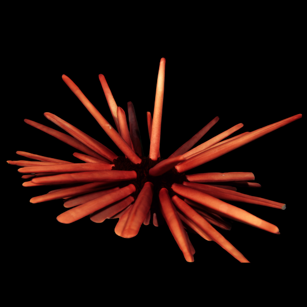 Red Pencil Sea Urchin Heterocentrotus Mammillatus - Real Aquatics