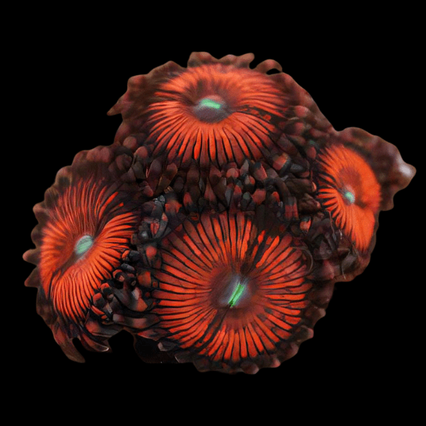 Red People Eaters Coral Polyp Zoanthus Gigantus - Real Aquatics