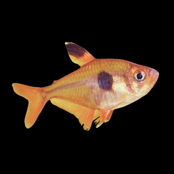 Red Phantom Tetra Hyphessobrycon Sweglesi 2cm - Real Aquatics