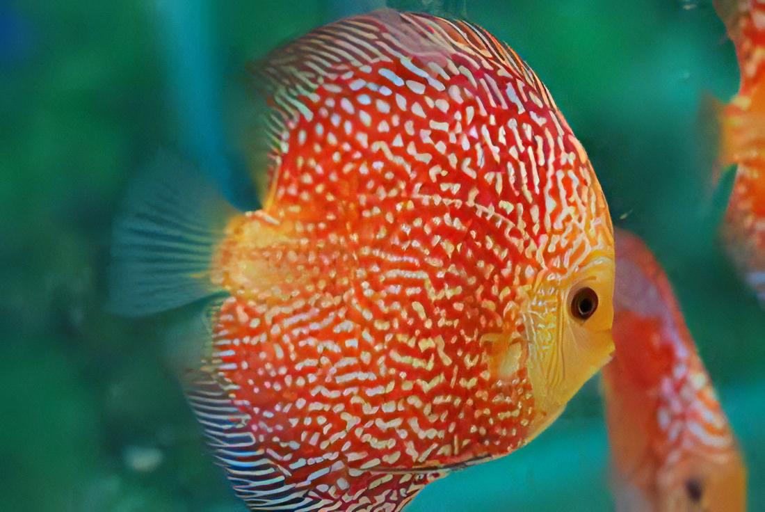 Red Pigeon Snakeskin Discus - Real Aquatics