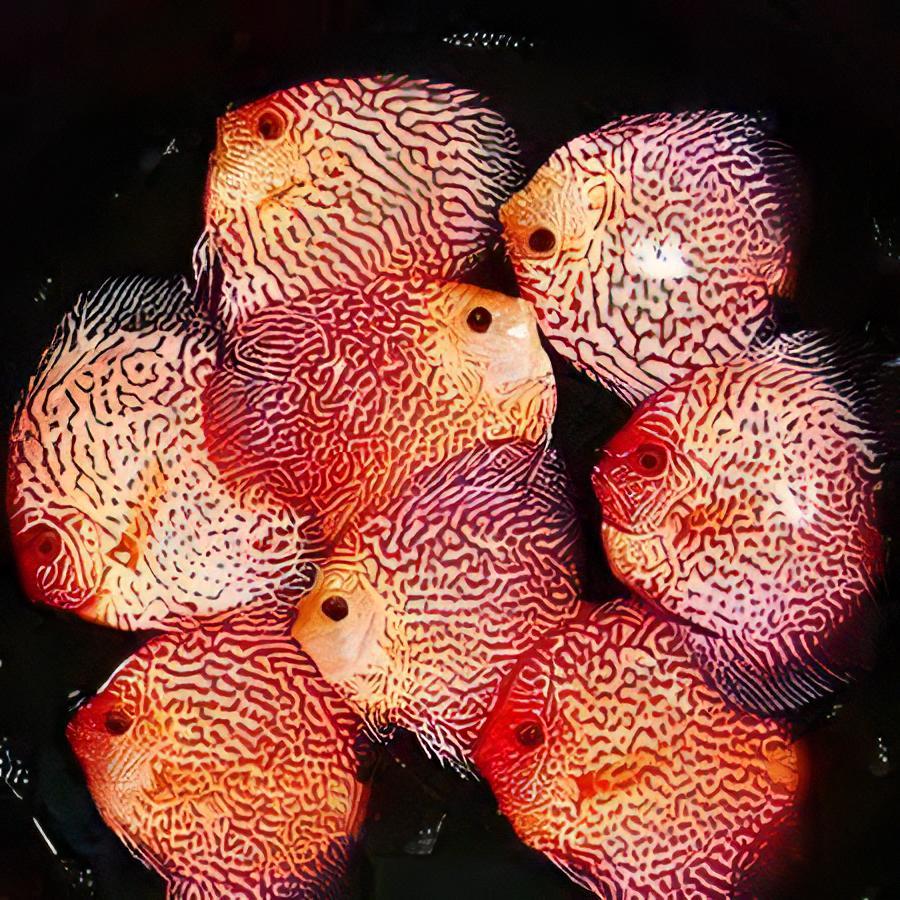 Red Pigeon Snakeskin Discus - Real Aquatics