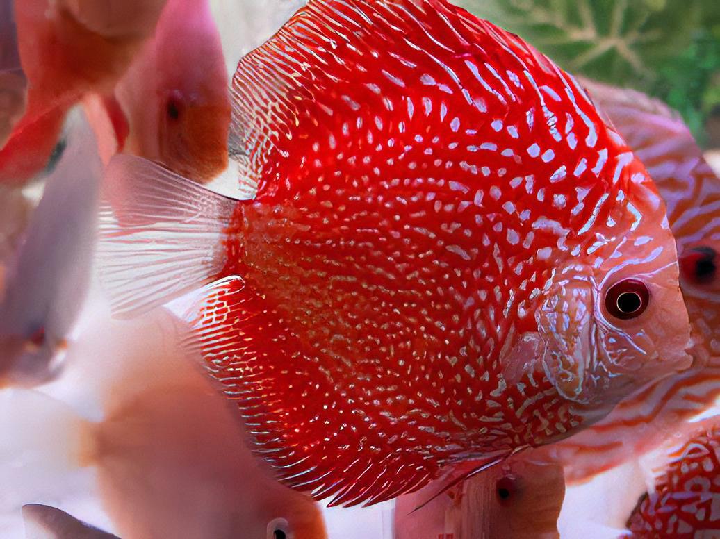 Red Pigeon Snakeskin Discus - Real Aquatics