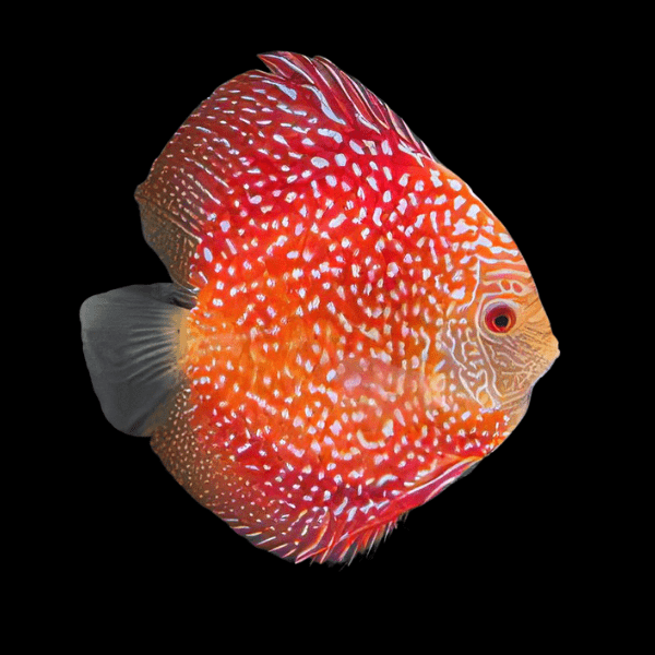 Red Pigeon Snakeskin Discus - Real Aquatics