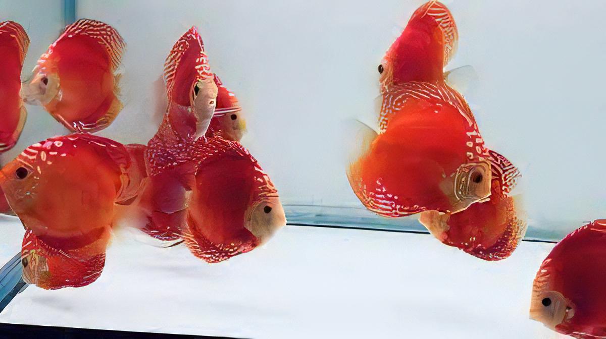 Red Rafflesia Discus - Real Aquatics