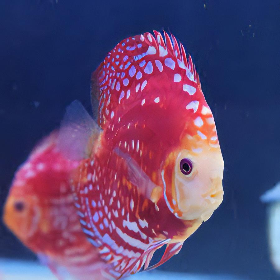 Red Rafflesia Discus - Real Aquatics