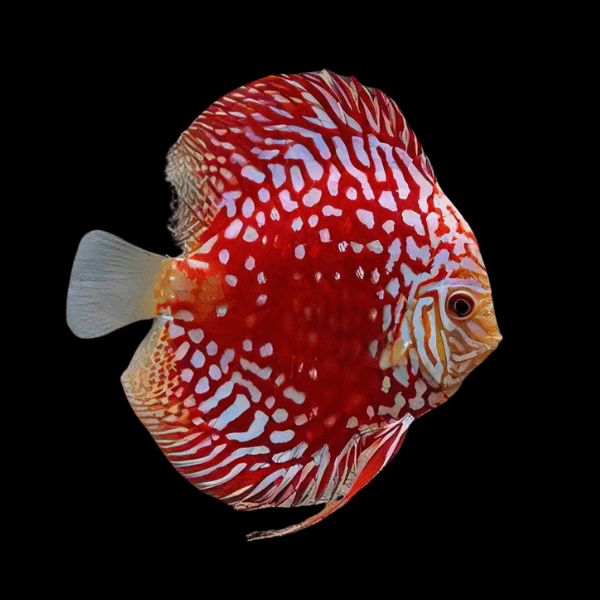 Red Rafflesia Discus - Real Aquatics