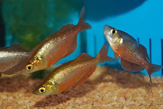 Red Rainbow Fish Glossolepis Incisus 5cm - Real Aquatics