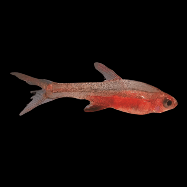Red Roddy Rasbora Axelrodi 3cm - Real Aquatics