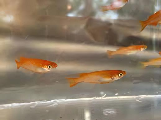 Red Rice Fish Tetra Oryzias Latipes 3cm - Real Aquatics