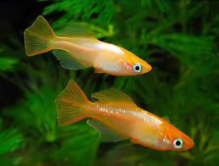 Red Rice Fish Tetra Oryzias Latipes 3cm - Real Aquatics