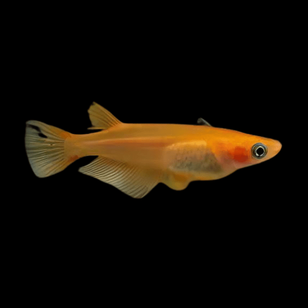 Red Rice Fish Tetra Oryzias Latipes 3cm - Real Aquatics
