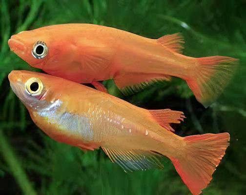 Red Rice Fish Tetra Oryzias Latipes 3cm - Real Aquatics