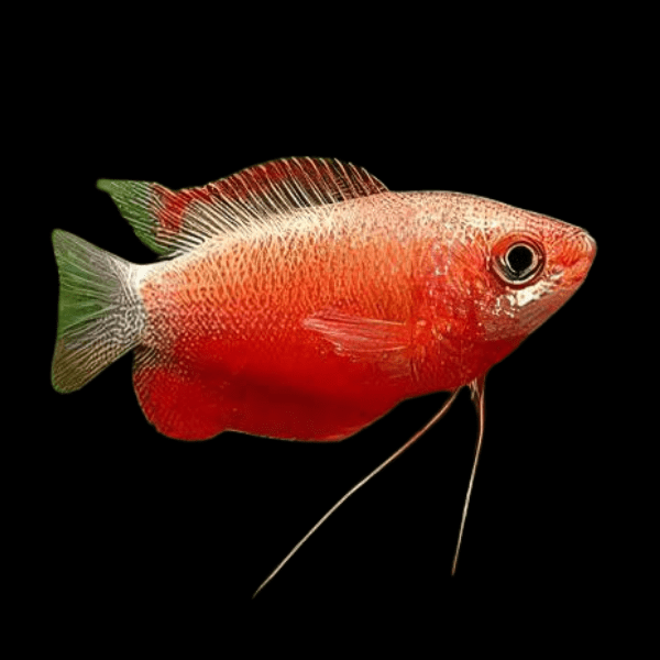 Red Robin Gourami Colisa Chuna 3cm - Real Aquatics