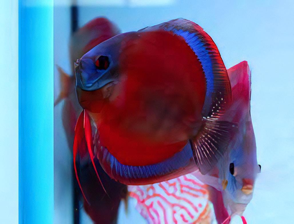 Red Rose Discus - Real Aquatics
