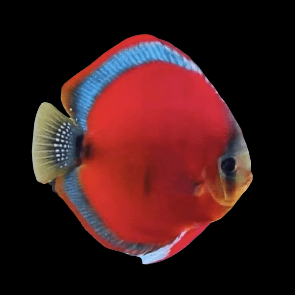 Red Rose Discus - Real Aquatics