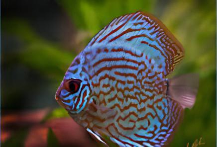Red Royal Blue Discus - Real Aquatics