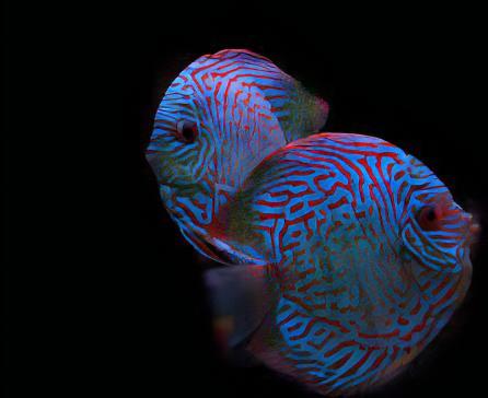 Red Royal Blue Discus - Real Aquatics