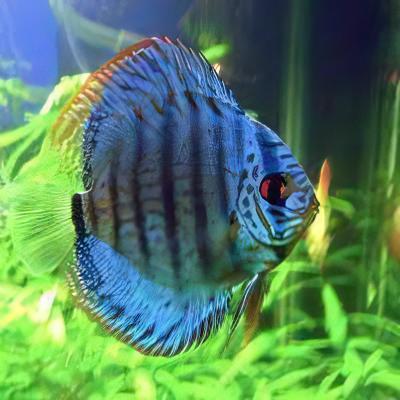Red Royal Blue Discus - Real Aquatics