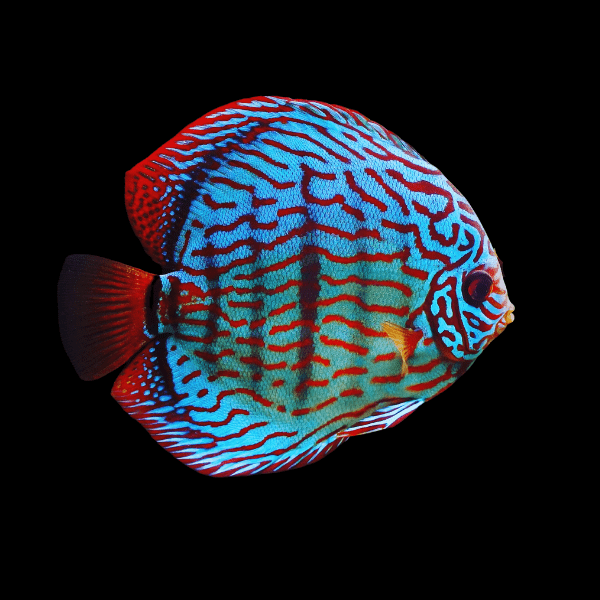 Red Royal Blue Discus - Real Aquatics