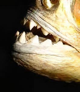 Red Ruby Spilo Piranha Serrasalmus Sanchezi Para 10cm - Real Aquatics