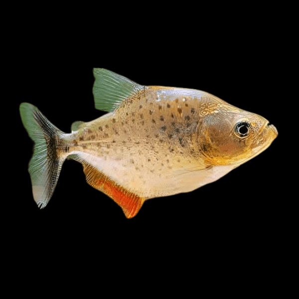 Red Ruby Spilo Piranha Serrasalmus Sanchezi Para 10cm