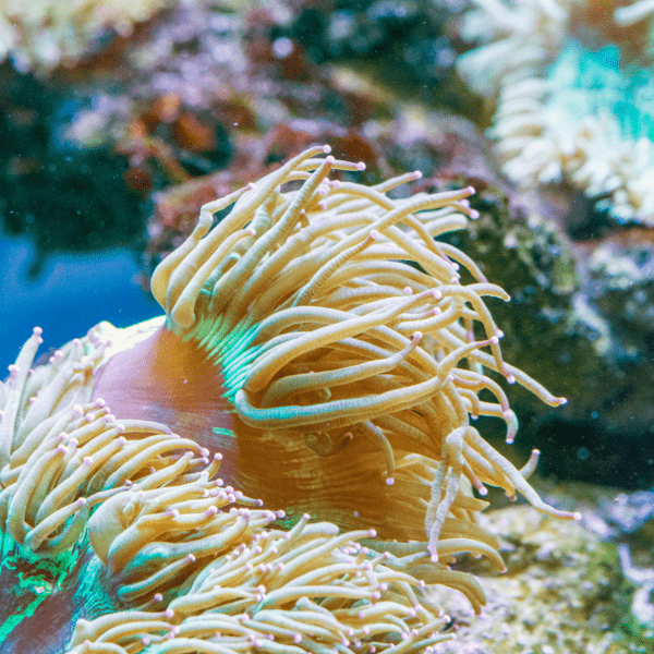 Red Sand Anemone Macrodactyla Doreensis - Real Aquatics