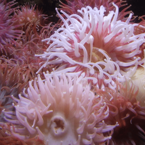 Red Sand Anemone Macrodactyla Doreensis - Real Aquatics