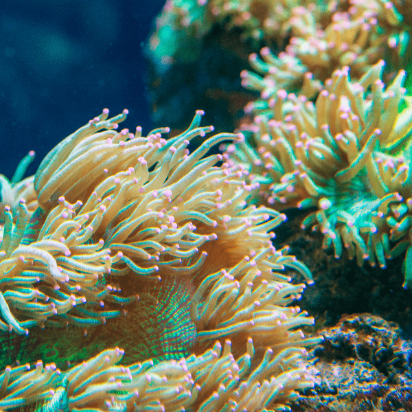 Red Sand Anemone Macrodactyla Doreensis - Real Aquatics