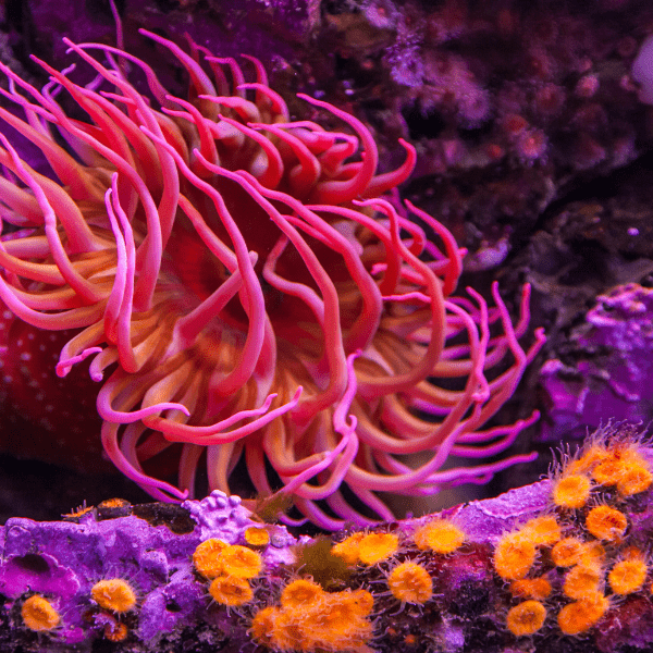 Red Sand Anemone Macrodactyla Doreensis - Real Aquatics