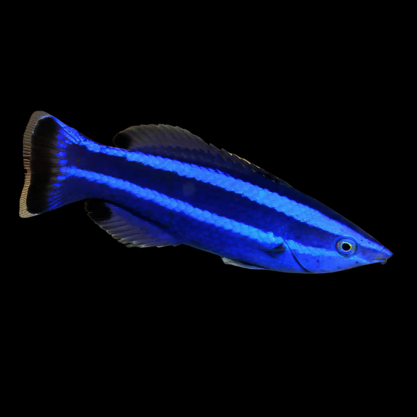Red Sea Cleaner Wrasse Larabicus Quadrilineatus - Real Aquatics