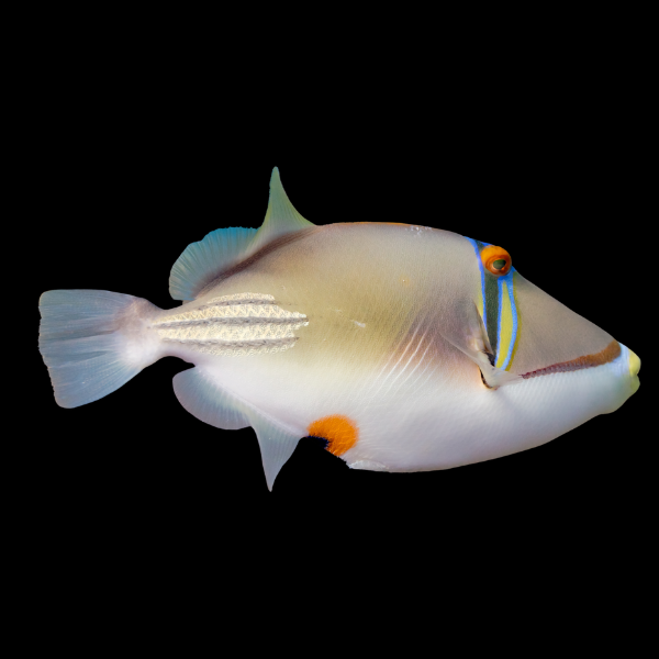 Red Sea Trigger Fish Rhinecanthus Assasi - Real Aquatics