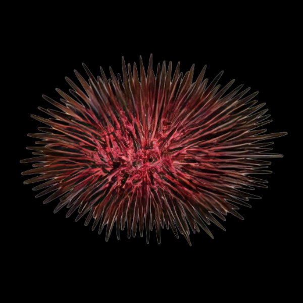 Red Sea Urchin Heliocidaris Erythrogramma - Real Aquatics