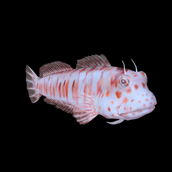 Red Spot Flymo Blenny Blenniella Chrysospilos - Real Aquatics