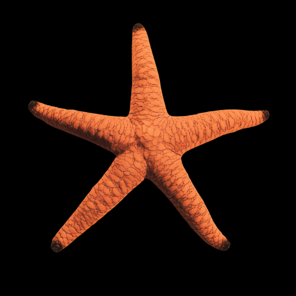 Red Starfish Fromia Indica - Real Aquatics
