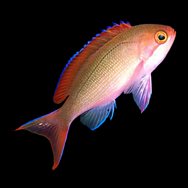 Red Stripe Anthias Pseudanthias Cooperi - Real Aquatics