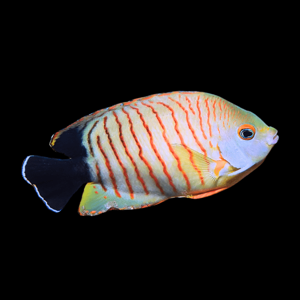 Red Stripe Eibli Dwarf Angelfish Centropyge Eibli - Real Aquatics